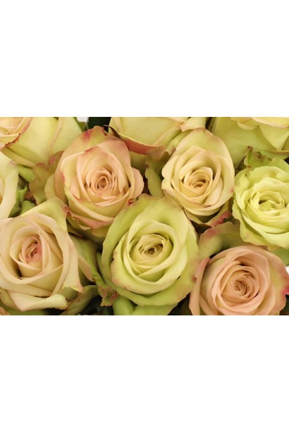 Rose floribunda Green Fashion